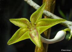 a close up of a flower on a tree branch