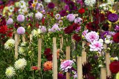 many different types of flowers growing in a flower garden with wooden sticks sticking out of them