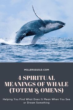 a whale jumping out of the water with text overlay that reads, 4 spiritual meaningss of whale totem & omens