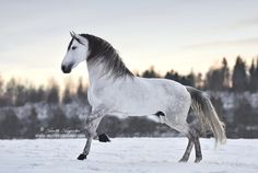 a white horse galloping in the snow with trees in the backgrouds