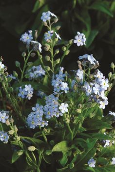 small blue flowers with green leaves in the background