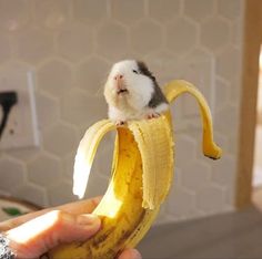 a hamster is sitting on top of a banana