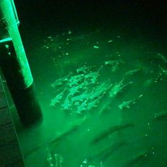 some fish are swimming in the water near a dock and a light on it's side