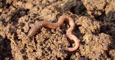 a close up of a worm on dirt with a sign that says the gardening channel