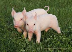 two small pigs are standing in the grass near each other and looking at the camera