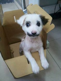 a small white and black dog sitting in a cardboard box