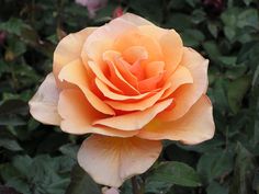 a peach colored rose with green leaves in the background