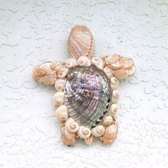 a sea shell with shells around it on a white wall