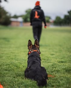 a black and brown dog sitting on top of a lush green field next to a person