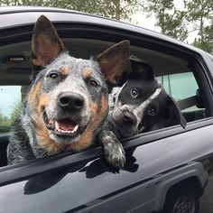 two dogs sticking their heads out the window of a car, one is looking at the camera