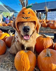 a dog wearing a pumpkin hat sitting in front of some pumpkins on the ground