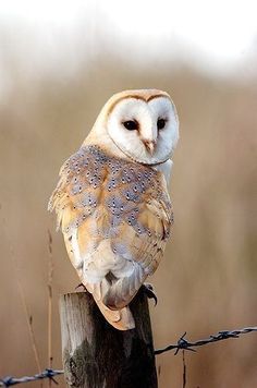 an owl sitting on top of a wooden post next to a barbed wire fence and looking at the camera