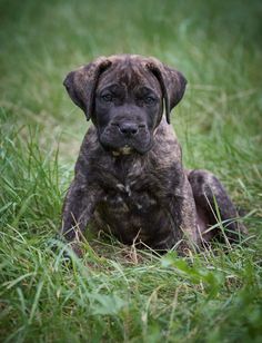 a brown and black puppy sitting in the grass