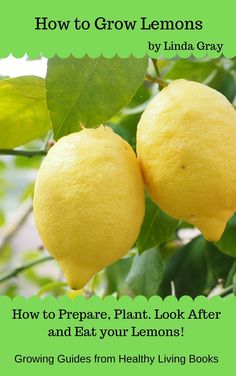 two lemons growing on a tree with the title how to grow lemons by linda gray