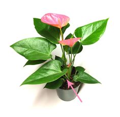 a potted plant with pink flowers and green leaves