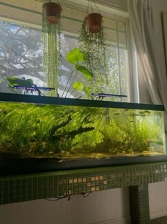 a fish tank filled with plants sitting on top of a green table next to a window