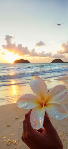 a person holding a flower in front of the ocean at sunset on a sandy beach