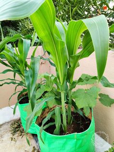 some green plants are growing in plastic bags