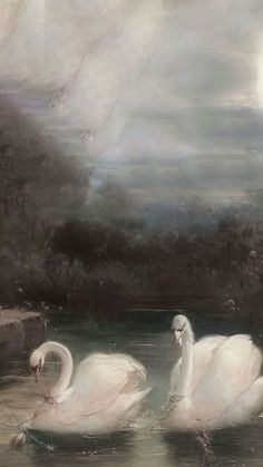 two white swans floating on top of a body of water