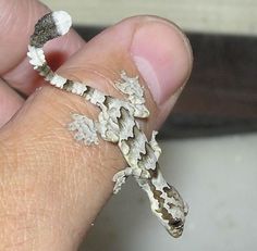 a close up of a person holding a small gecko