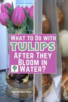 tulips in vase with text overlay what to do with tulips after they bloom in water?