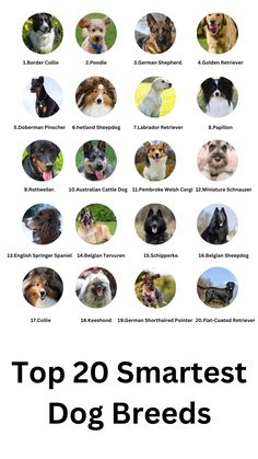 the top 20 smartest dog breeds in the world, with their names and pictures