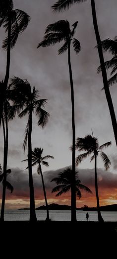 palm trees blowing in the wind on a beach at sunset with people walking along the shore