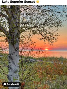 the sun is setting behind a tree by the water