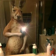 a large kangaroo standing in front of a bathroom mirror holding a light up to it's face