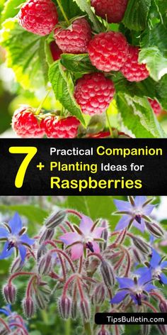 raspberries growing in the garden with text overlay that reads 7 practical companion planting ideas for raspberries