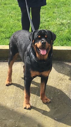 a black and brown dog standing on top of a cement slab next to a person