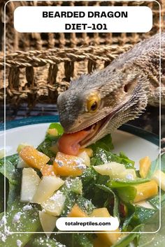 bearded dragon diet Diy Bearded Dragon Hideout, Bearded Dragon Accessories Diy, Bearded Dragon Food Chart, Bearded Dragon Care Guide