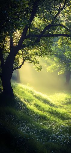 the sun shines through the trees and grass