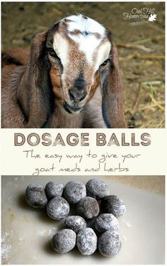 a goat and some balls with the words dosage balls on it's side