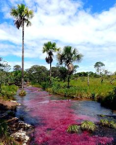 a river with pink algae floating in it and palm trees on the other side, surrounded by lush green grass