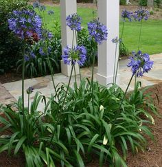 blue flowers are blooming in front of a white pillar and some green grass on the ground