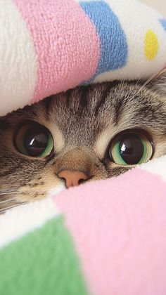 a cat peeking out from under a blanket