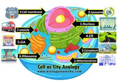 the cell as city and body diagram