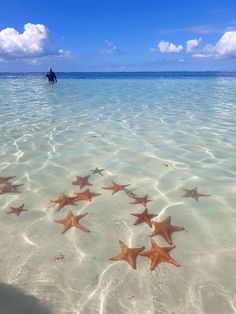 several starfish in shallow water near shore line with man on surfboard behind them