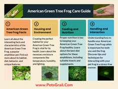 the american green tree frog care guide is shown in this graphic above it's description