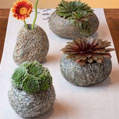 four different types of succulents in rocks on a white tablecloth with an orange flower