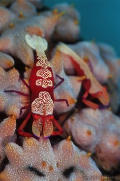 a red and white insect sitting on top of a coral