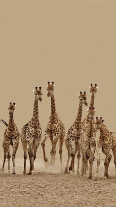 a group of giraffes are running in the dirt together, with one standing up