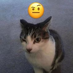 a cat sitting on the floor with an emoticive smiley face above its head