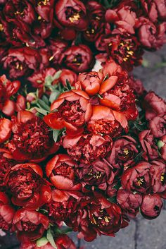 a bunch of red flowers sitting next to each other