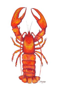 a watercolor drawing of a lobster