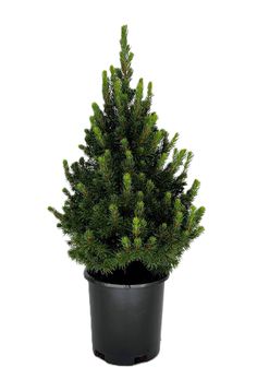 a small pine tree in a black pot