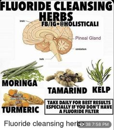 Eye Health Food, Health Cleanse, Pineal Gland, X Rays, Cleanse Me, Healing Herbs, Natural Health Remedies, Eye Health