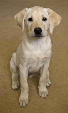 a white dog sitting on top of a brown floor