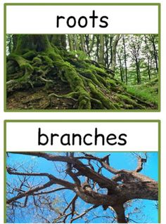 two pictures with the words roots and branches